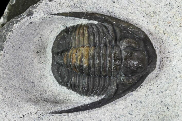 Bargain, Cornuproetus Trilobite Fossil - Morocco #108208